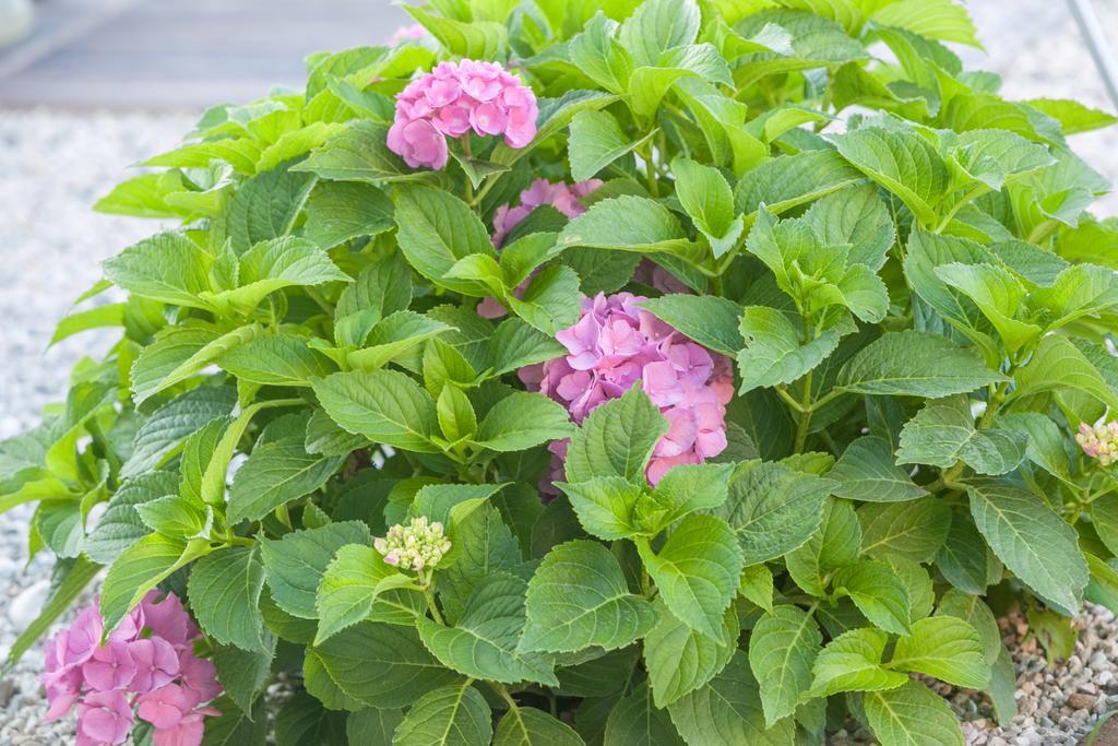 Mum'S B&B Vicenza Ngoại thất bức ảnh